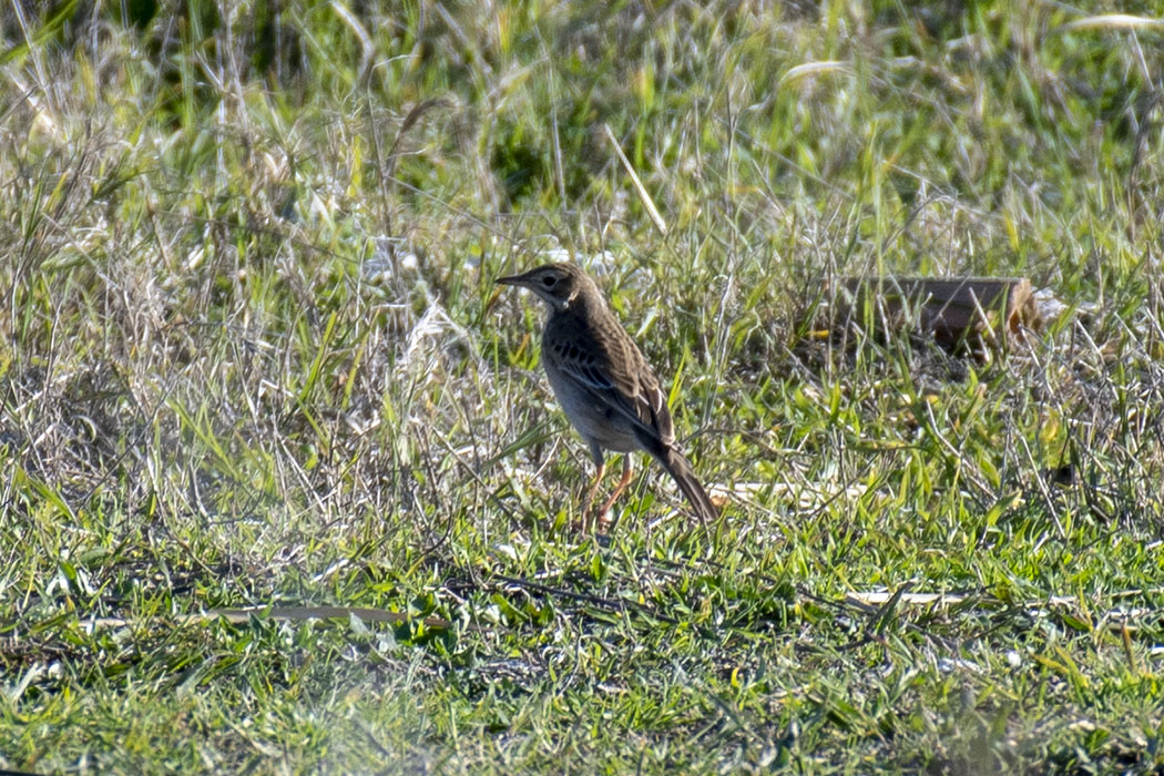 Richard's Pipit